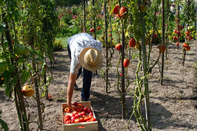 Récolte des fruits et légumes potager