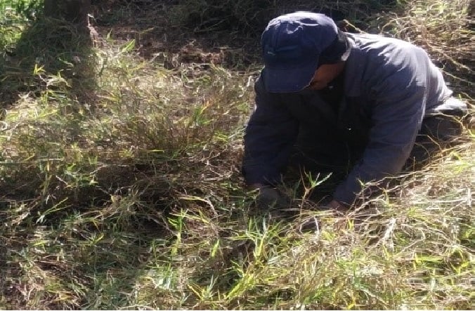 élimination des mauvaises herbes par fauchage